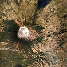 San Miguel Volcano El Salvador Satellite Image by Jim Plaxco