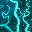 Sundarbans National Park Mangrove Forest by Jim Plaxco