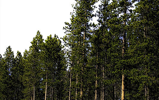 Springtime Stand of Trees