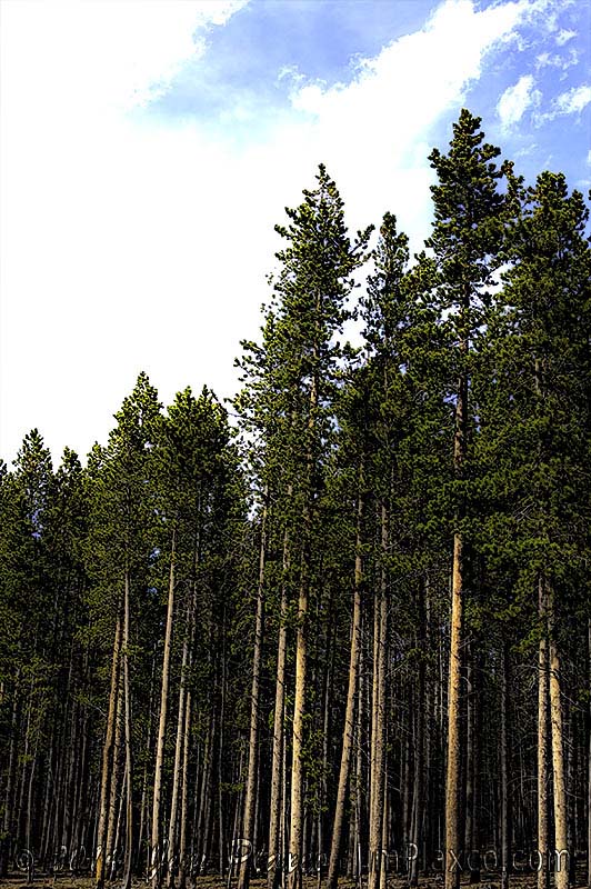 Springtime Stand of Trees